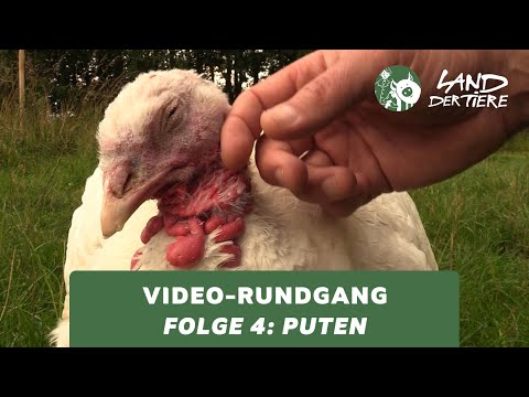 Land der Tiere-Video-Rundgang – Folge 4: Bei den Puten 🦃💚