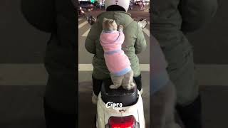 Este gatito tiene ritmo #viralvideo #humor