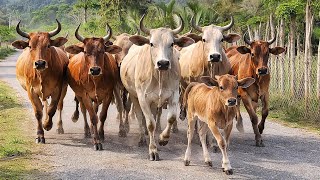 Download lagu Video of herding dozens of village cows every day - Cows Videos - Cows Eating Grass - Cows Run 158 mp3 Download lagu Video of herding dozens of village cows every day - Cows Videos - Cows Eating Grass - Cows Run 158 mp3