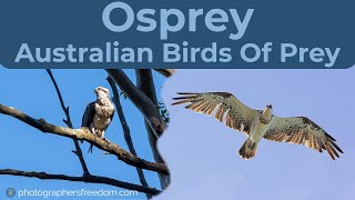 Osprey Australian Birds Of Prey - Osprey Photography Part 3
