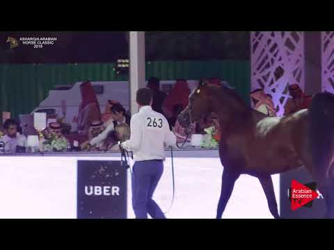 N.263 MABROK AL KHALEDIAH - Asharqia Classic 2018