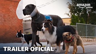 Ruim pra Cachorro | Trailer Oficial | Prime Video