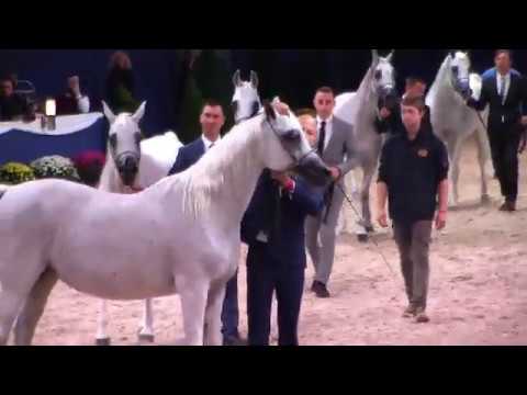 Memories of Aachen 2019 - All Nations Cup - Part 7 - Class 9 - Mares, 11 Years & over