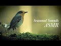 ASMR For SAD Seasonal ASMR
