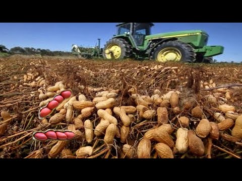 Peanuts Farming