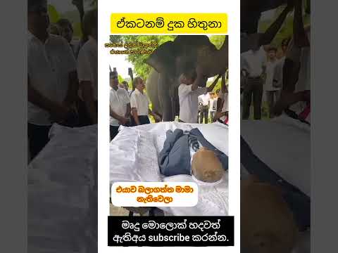 ඒකටනම් දුක හිතුනා😖#trending #elephant #srilanka