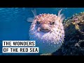Explore The Red Sea A Journey Into Marine Life And Coral Reefs