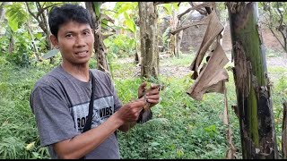 Download lagu Menangkap Burung WAMBI yang Lepas mp3