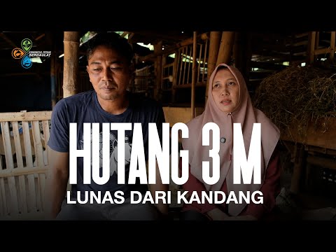 TERLILIT UTANG 3M KARENA JUD*L HINGGA DIKEJAR DEBTCOL!!  PASANGAN INI BERHASIL LUNASI DENGAN KAMBING