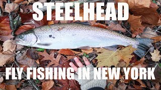 Steelhead Fishing in New York