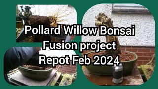 Pollard Willow Fusion Bonsai Project Repot Feb 2024