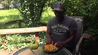 Sunrise Bumblebee Tomato Big Flavor Super Production