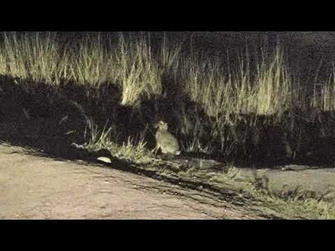 Djuma: Scrub Hare tries for a drink - 19:42- 06/24/18