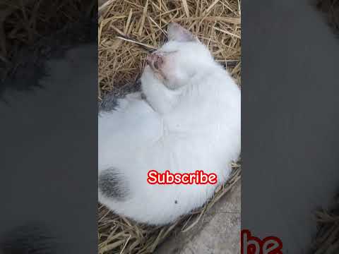 #vadivelu #funny  cat #comedy