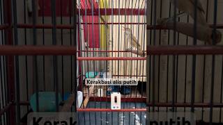 Download lagu Kerakbasi alis putih gacor mp3 Download lagu Kerakbasi alis putih gacor mp3