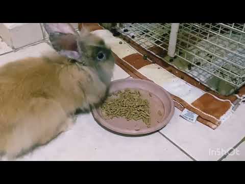 Our house pets tour 😍