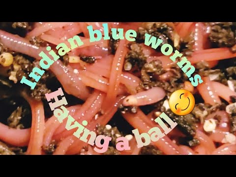 Indian blue worm balls up close!