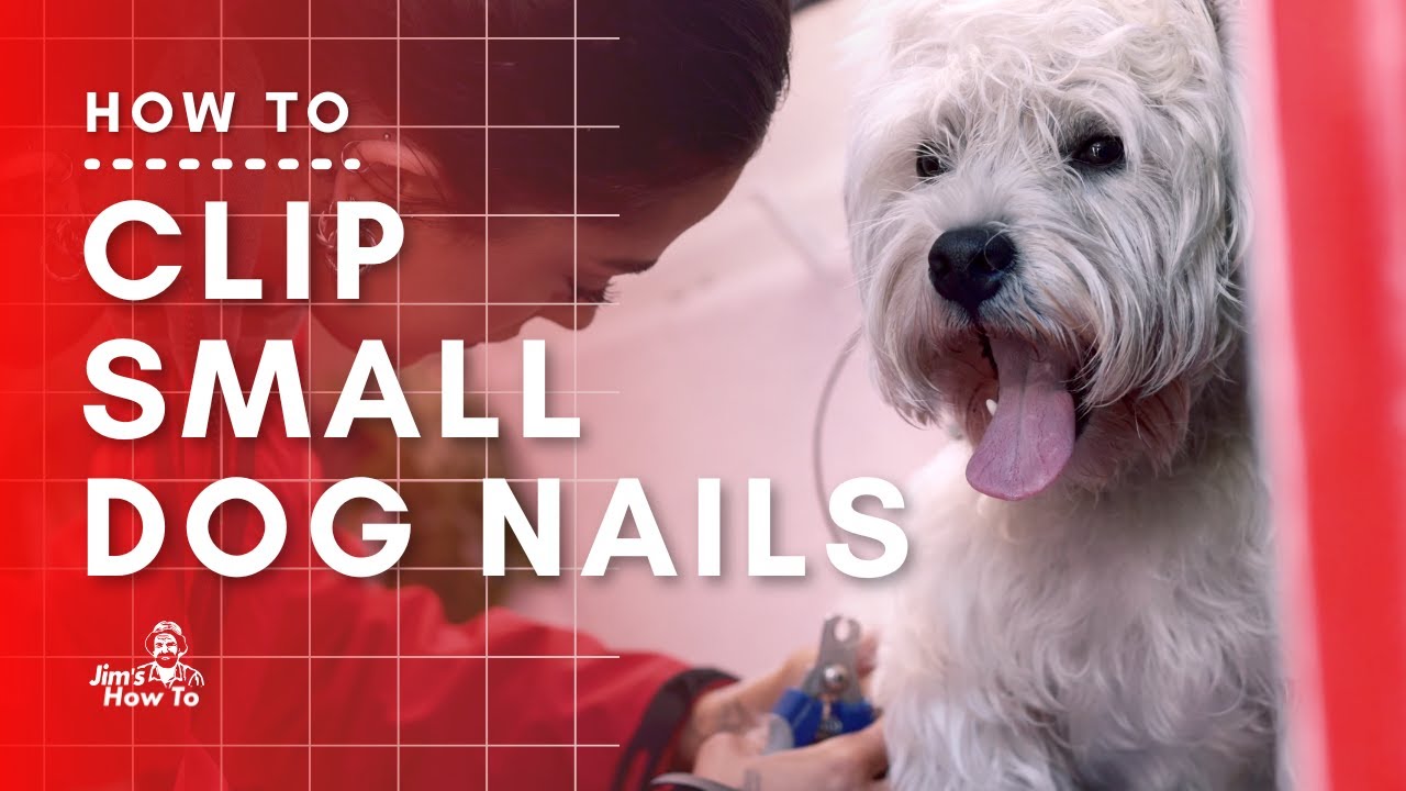 Small Dog nail clipping for beginners