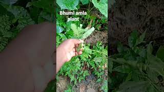 Download lagu bhumi Amla plant. mp3 Download lagu bhumi Amla plant. mp3