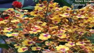 Gardens Tours Travel 1 : Go To The Orchid Flowers in Singapore