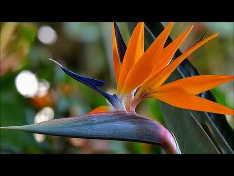 Top 10 cele mai frumoase flori