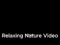 Relax And Sleep With Beautiful Nature Audio With Black Screen Sleep Relaxing Nature