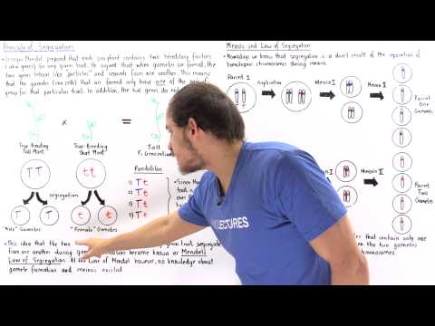 Mendel's Law of Segregation