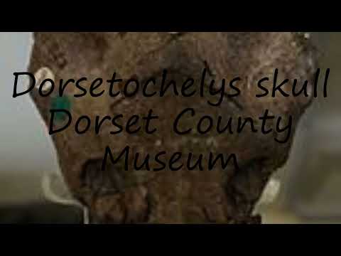 How to pronounce Dorsetochelys skull Dorset County Museum in English?