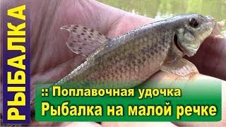 Чебак ловля на малых реках