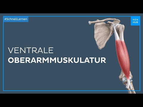 Ventrale Oberarmmuskulatur - Anatomie einfach erklärt | Kenhub