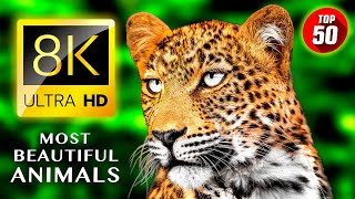 Mp4 Full Hd Video Sexy Xxx Com - Ultimate Wild Animals Collection in 8K ULTRA HD 8K TV Mp4 Video Download &  Mp3 Download