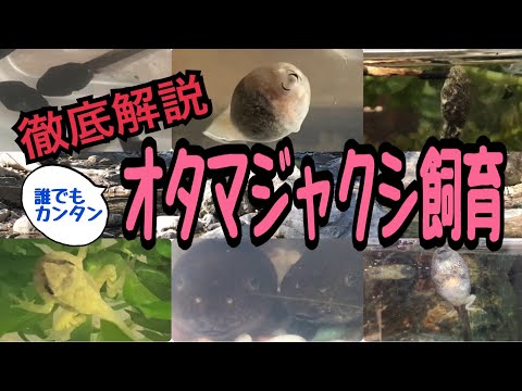 アテロプスについて詳しく解説