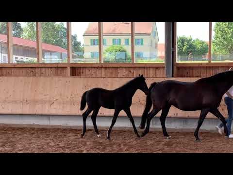 Bewegungsstarkes Rappstutfohlen Gala Coeur von Bon Coeur x Wynton x Gribaldi (*03.05.2019)