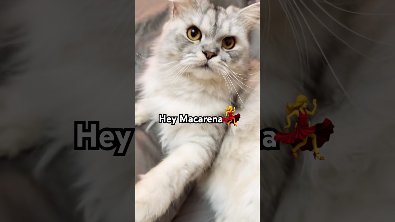 Who else cannot sleep 😴 #cat #cute #funny #catshorts #catvideos #viralvideo #kitten #catlog67