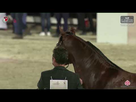 N 283 D JARI   Abu Dhabi International AHC 2023   Stallions 4 Years Old and Older Class 6B