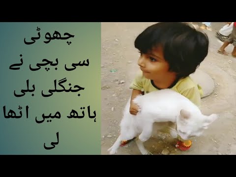 how to hold cats //  kitten  // baby and cat || Funny cats