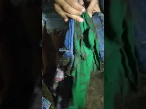 #villasanfrancisco caballos salvajes hicieron lío! 🤣🤣#cordoba