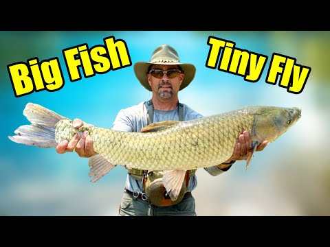 Big Fish on a Tiny Fly – 25 Pound Grass Carp on the Fly Rod - Carp Fishing Action!