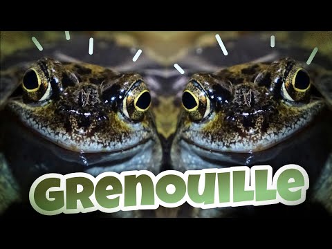 À LA DÉCOUVERTE DE LA GRENOUILLE ROUSSE 🐸