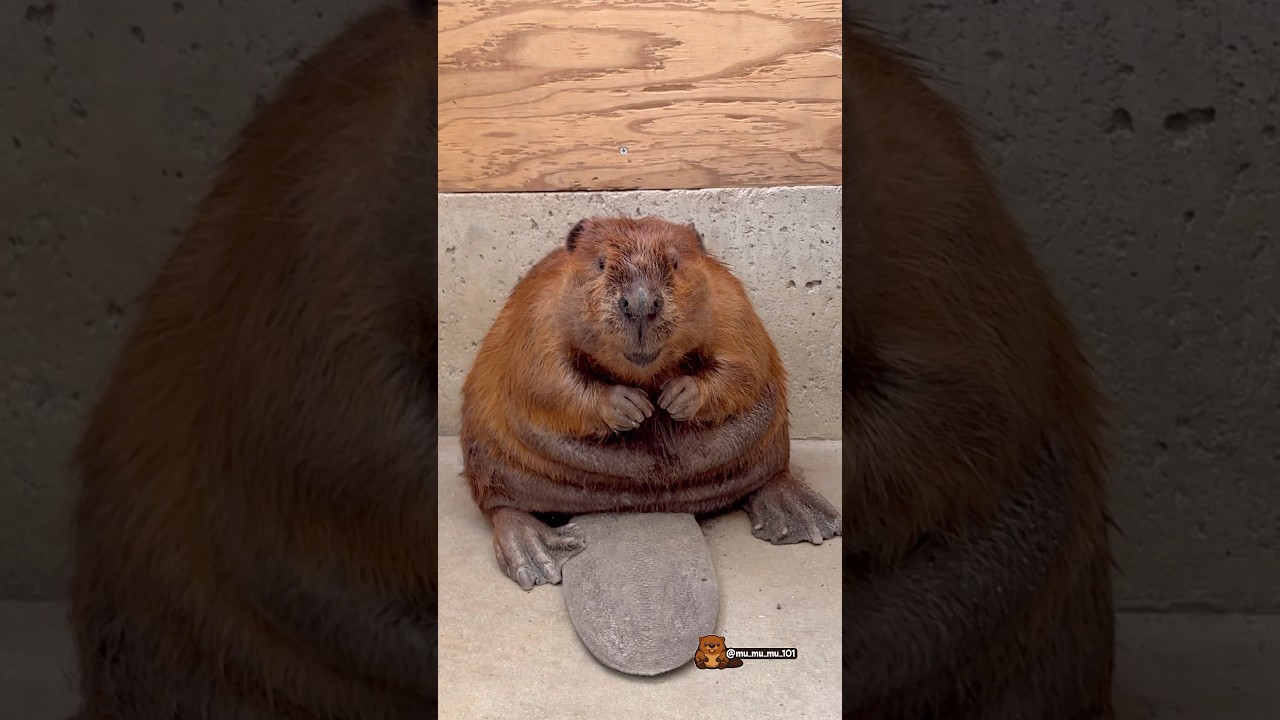 きよちゃんのおにぎりもみし🍙 Kiyo in her onigiri form 🍙 #アメリカビーバー #ビーバー #beaver #cuteanimals #かわいい動物