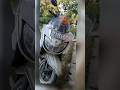 Yadav Brand 2 Slowed Reverb Elvishyadav Shorts Suzuki Scooty Statusvideo Super Car Vlog
