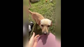 Video preview image #1 Chiweenie Puppy For Sale in Corona, CA, USA