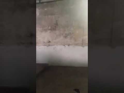 T Sav Ten Toes Down Freestyle