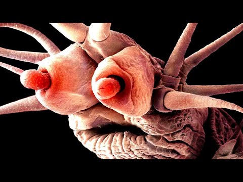 objects under electron microscope 3D animation