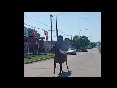 Caballos Sueltos en Justiniano Posse
