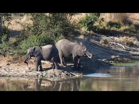 Djuma: Elephant herd with some wee ones - 15:46 - 06/09/21