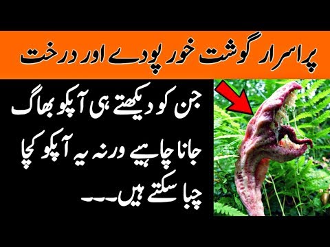 Purisrar Gosht Khor Poday Carnivore Plants | پراسرار گوشت خور پودے | Purisrar Facts