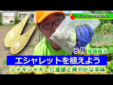 簡単なエシャロットチキンのレシピ