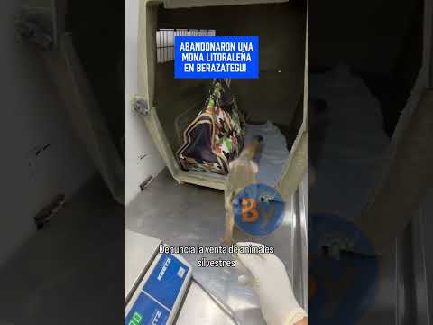 ABANDONARON UNA MONA LITORALEÑA EN BERAZATEGUI