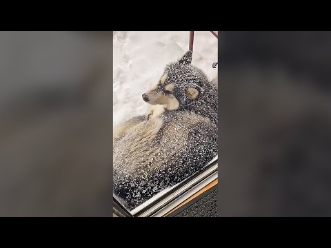 Husky Loving the Snow - Funny Dog Videos 🐾